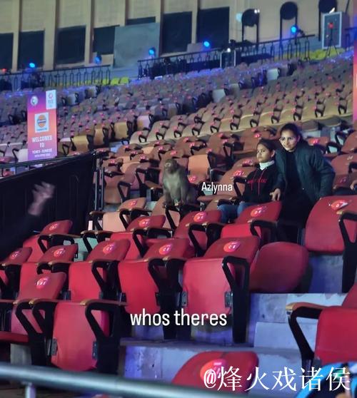 意外!印度羽毛球公开赛观众席惊现猴子闯入 意外!印度羽毛球公开赛观众席惊现猴子闯入