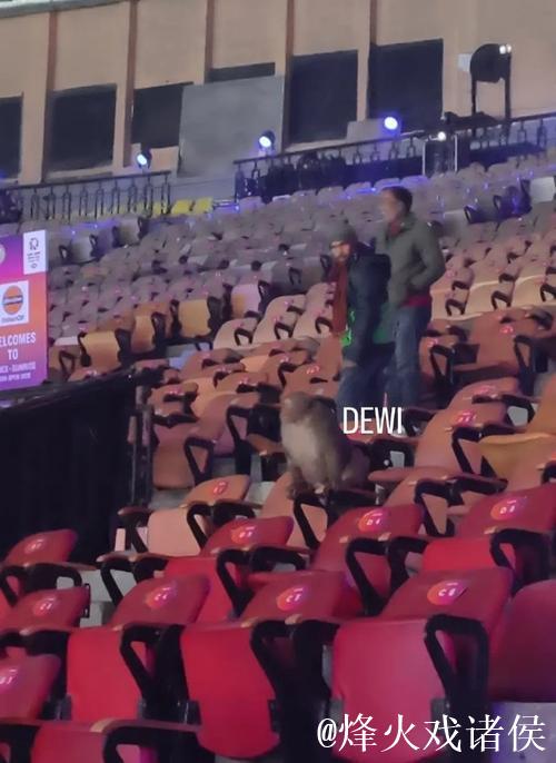 意外!印度羽毛球公开赛观众席惊现猴子闯入 意外!印度羽毛球公开赛观众席惊现猴子闯入